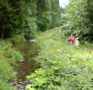 Bachlauf
