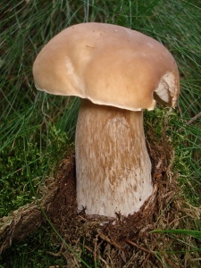 Steinpilz